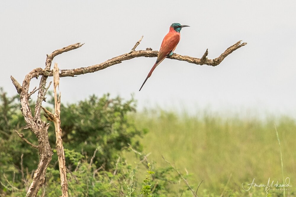 Bea-Eater Bird, Murchison Falls National Park @Amina Mohamed Photography